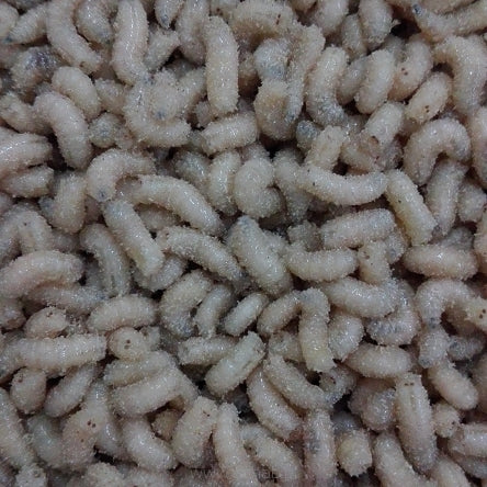 Robak Wędkarski Biały małe opakowanie 100ml