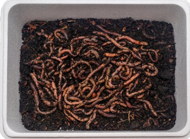 Rosówka 10szt ŚWIEŻA